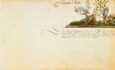 Zacharias Wagner, Parrots by Zacharias Wagner