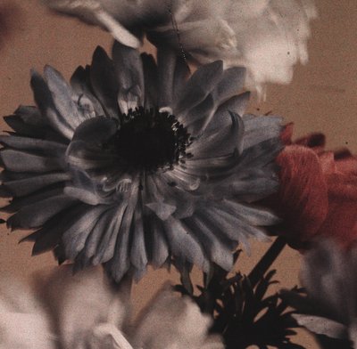 Anemone flowers by Frederick (attr. to) Barnard