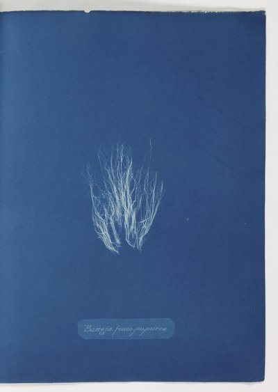 Bangia fusco-purpurea by Frederick (attr. to) Barnard