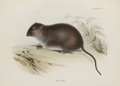 Bush or Brown-footed Rat, Australia by John Pardon