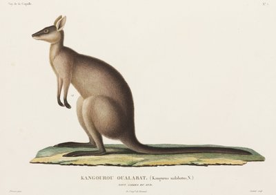 Kangaroo, New South Wales, Australia by John Pardon