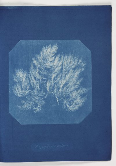 Polysiphonia violacea by Frederick (attr. to) Barnard