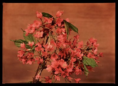 Red Flowers, c 1940 by Frederick (attr. to) Barnard