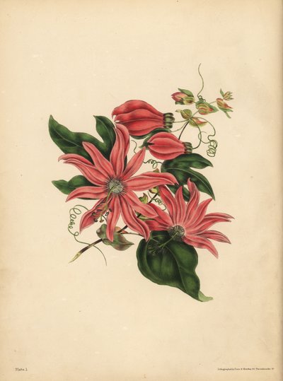 The racemose Passionflower, Passiflora racemosa, Religious superstition by John Pardon