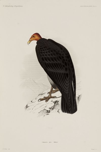 Turkey Vulture, Chile by John Pardon