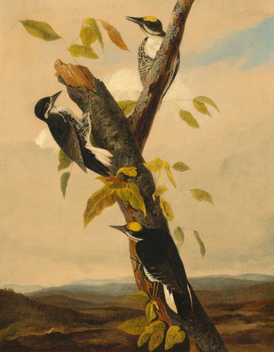 Black-Backed Three-Toed Woodpecker by after John James Audubon Joseph Bartholomew Kidd