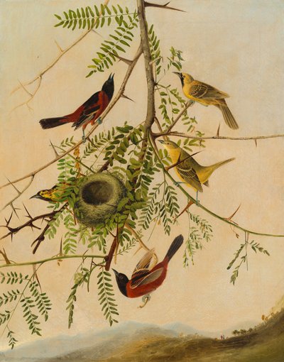 Orchard Oriole by after John James Audubon Joseph Bartholomew Kidd