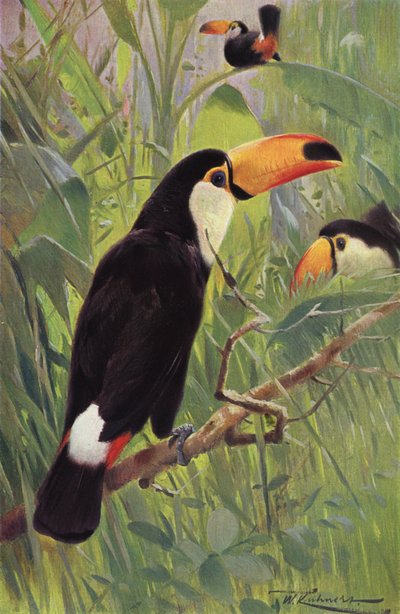 Giant Toucan by after Wilhelm Kuhnert