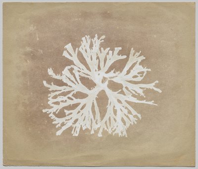 Algae by circle of William Henry Fox Talbot