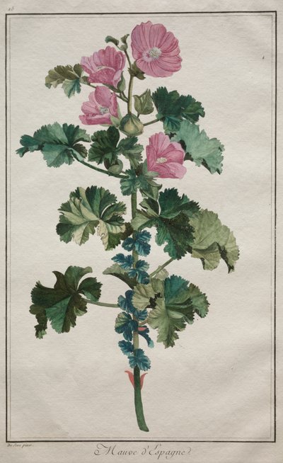Collection of Twenty-Four Plants and Flowers: Mallow by de Seve