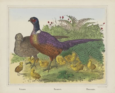 Pheasants by firma Joseph Scholz