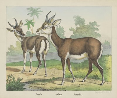 Gazelle by firma Joseph Scholz