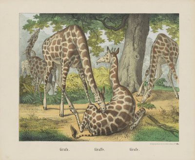Giraffe by firma Joseph Scholz