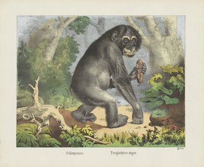 Chimpanzee by firma Joseph Scholz