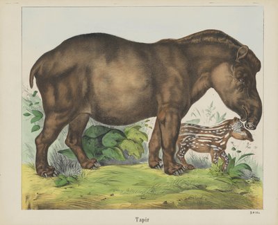 Tapir by firma Joseph Scholz
