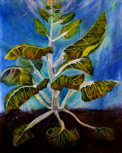 Bolted Chard, 2016 by jocasta shakespeare