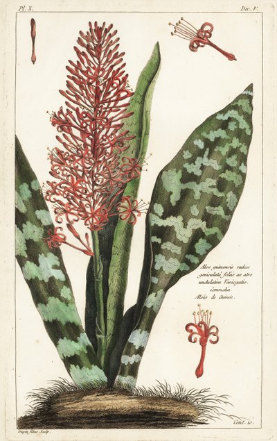 African bowstring hemp, Sansevieria hyacinthoides by the Younger Dupin