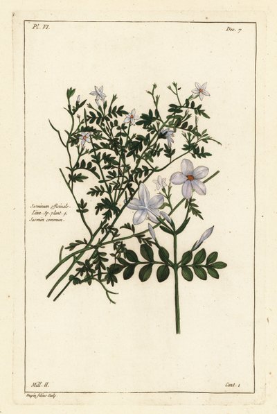 Common jasmine by the Younger Dupin