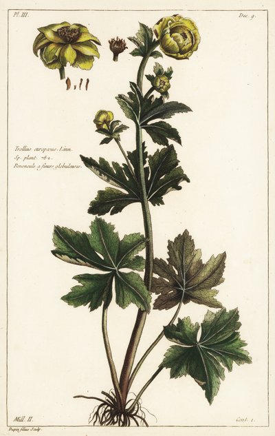 Globeflower, Trollius europaeus, Linn by the Younger Dupin