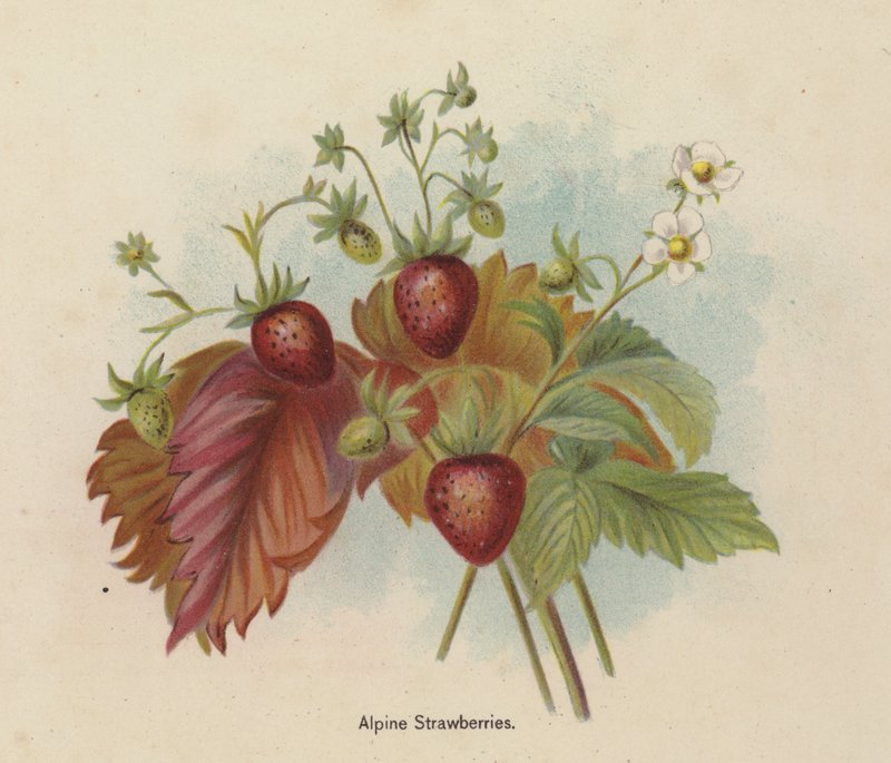 Alpine Strawberries by English School