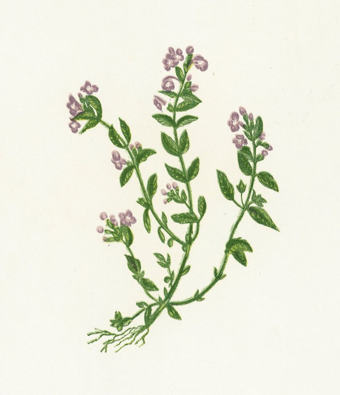 Basil Thyme by English School