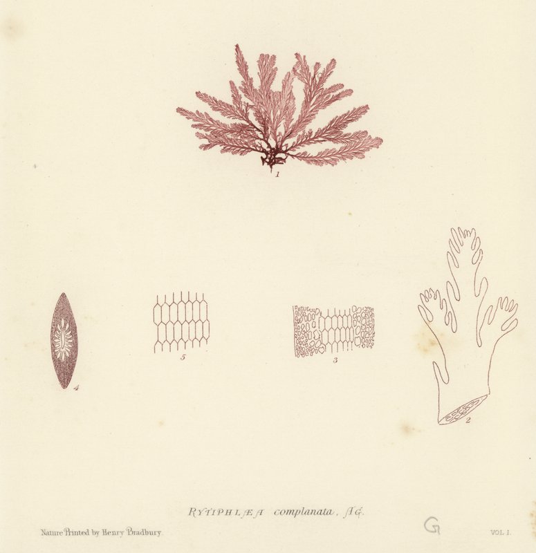 British Sea-Weed by English School