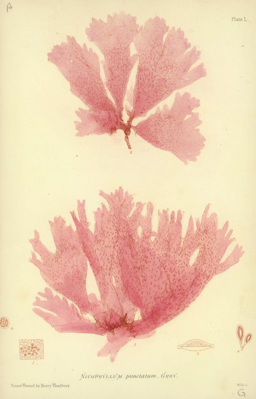 British Sea-Weed by English School