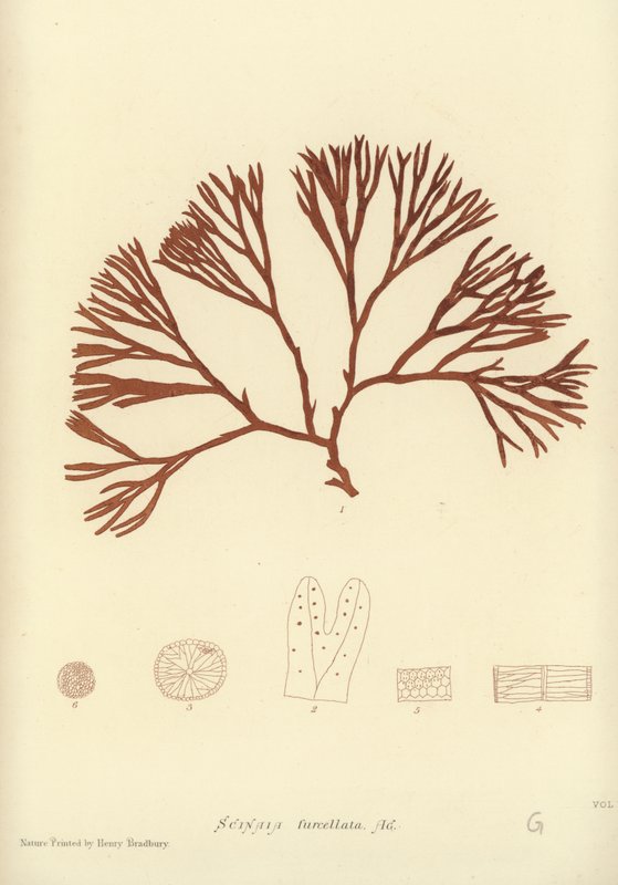 British Sea-Weed by English School