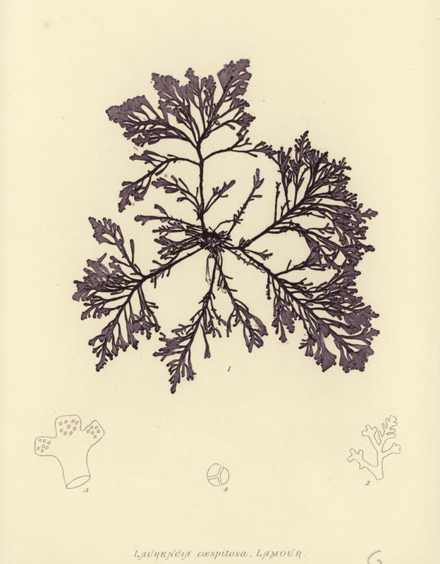 British Sea-Weed by English School