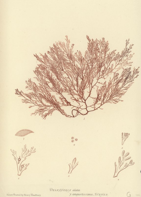 British Sea-Weed by English School