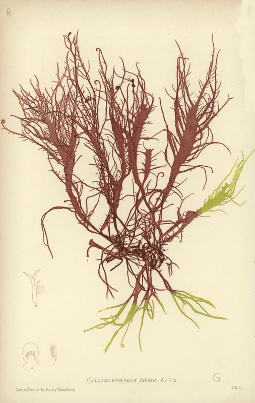 British Sea-Weed by English School