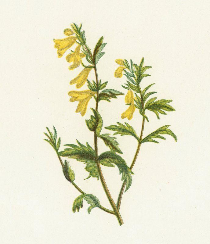 Common Cow Wheat by English School
