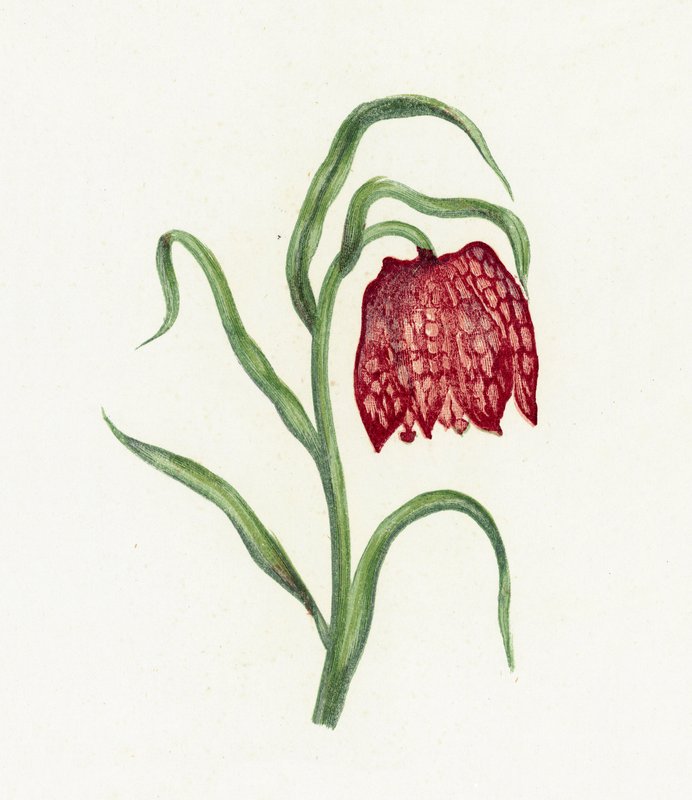 Common Fritillary by English School