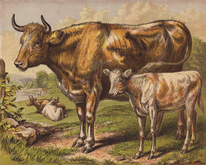 Cow and Calf by English School