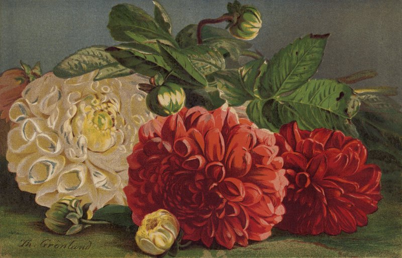 Dahlias by English School