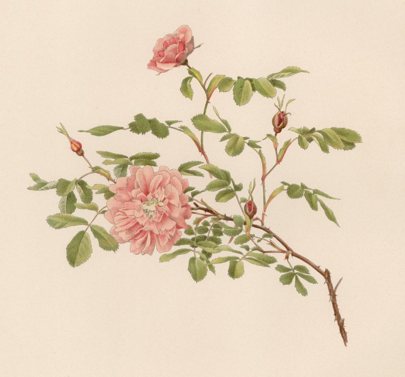English Rose by English School