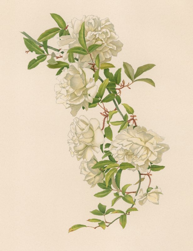 English Rose by English School