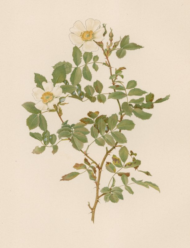 English Rose by English School