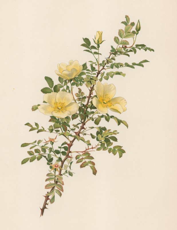 English Rose by English School