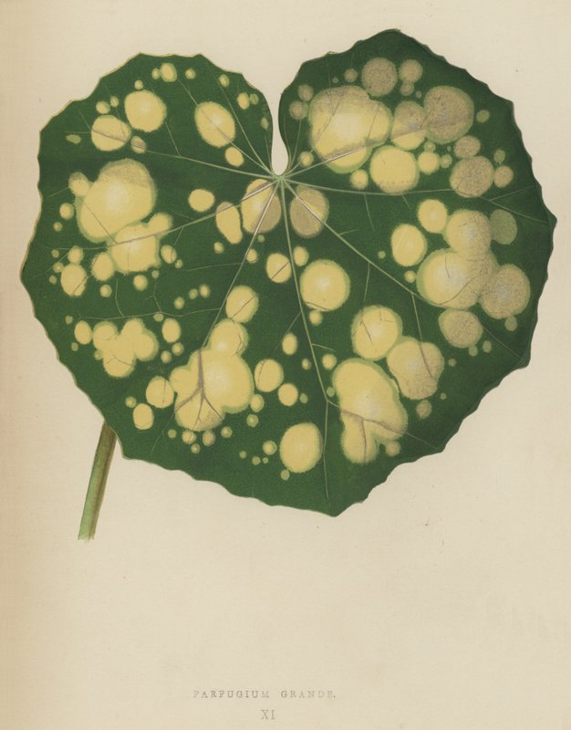 Farfugium Grande by English School