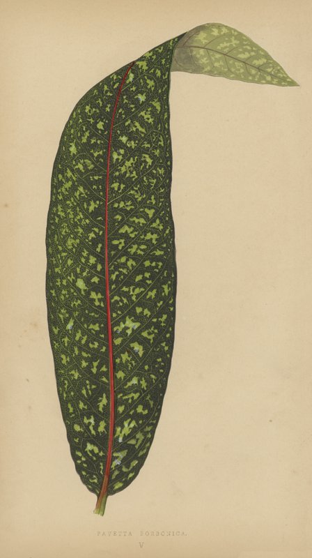 Pavetta Borbonica by English School