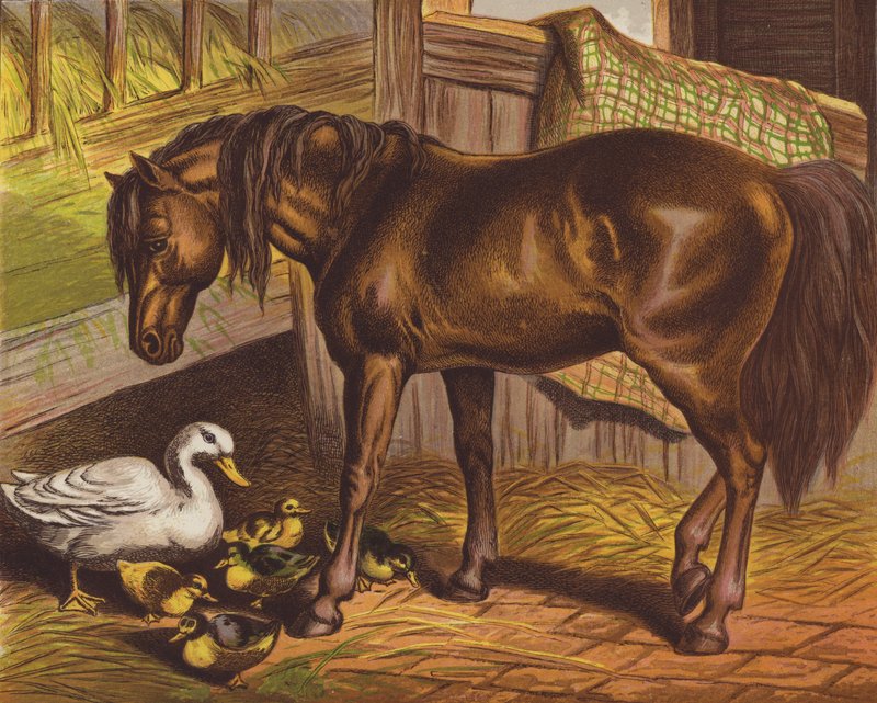 Pony by English School