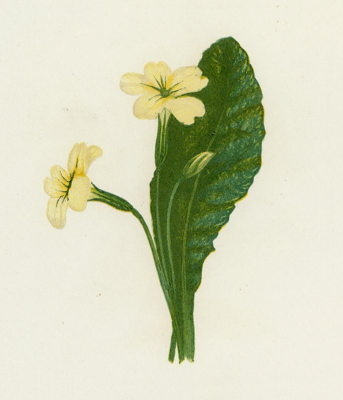 Primrose by English School