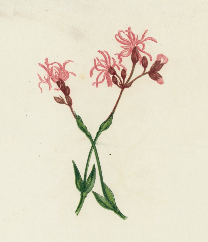 Ragged Robin by English School