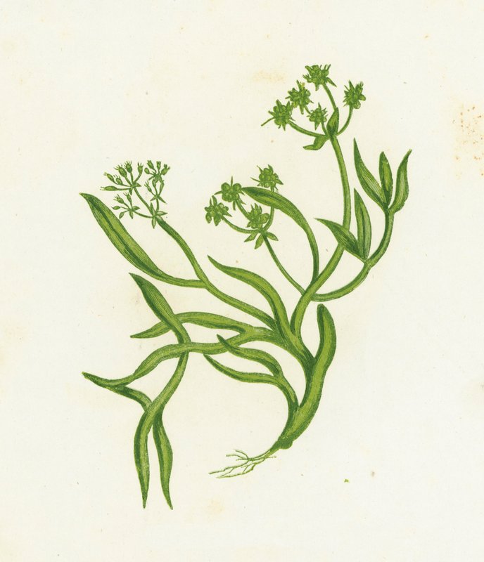 Samphire by English School