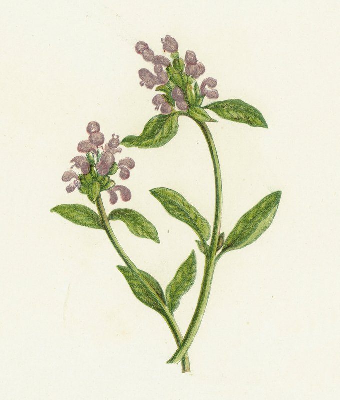Self-Heal by English School