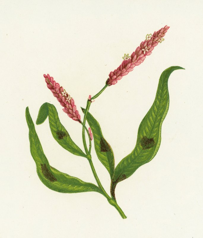 Spotted Persicaria by English School