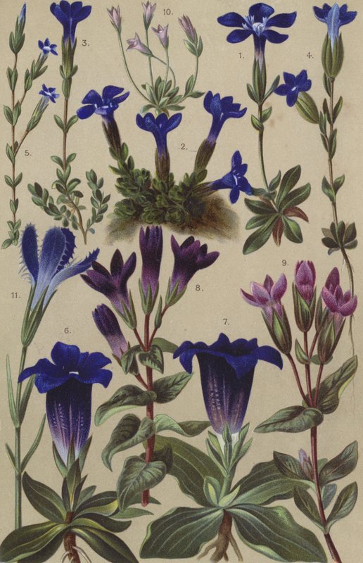 Alpine flora by European School
