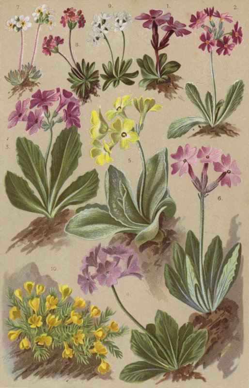 Alpine flora by European School