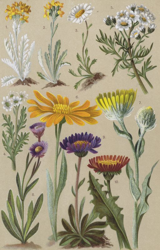 Alpine flora by European School